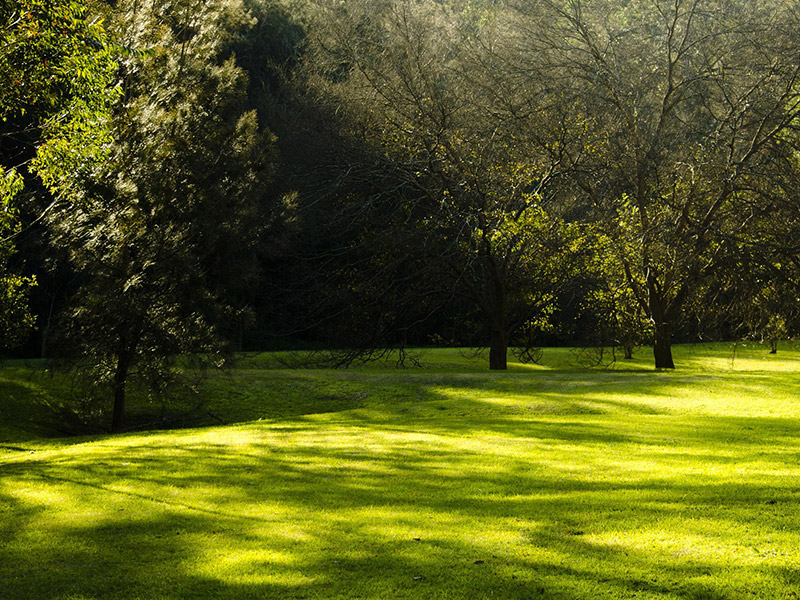 The Impacts of Shade on Turfgrass Growth